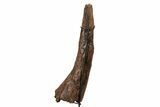 Fossil Triceratops Brow Horn - Montana #206508-6